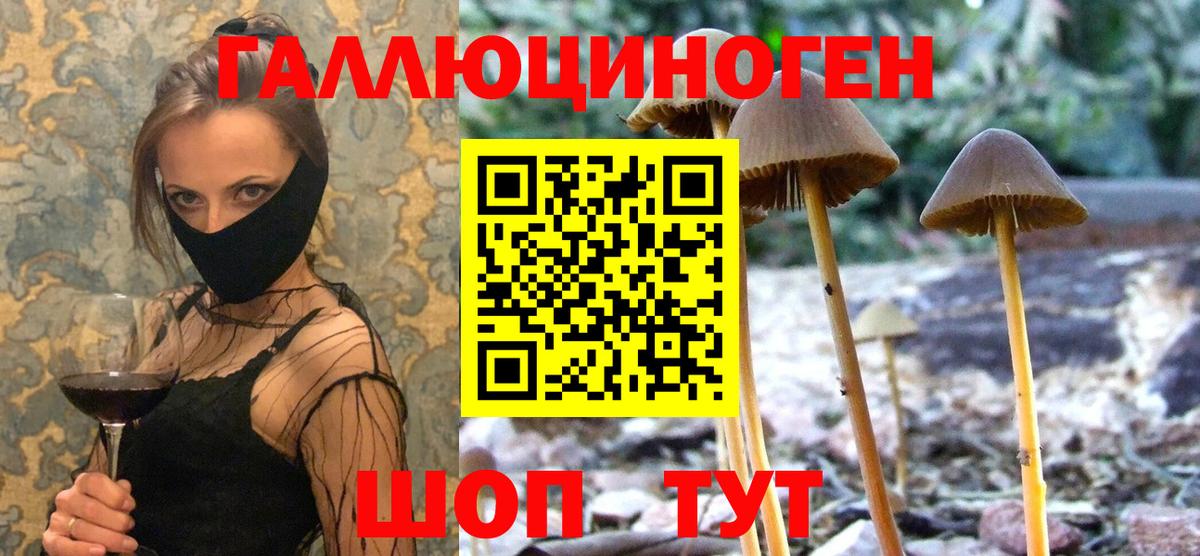 Азов  Псилоцибиновые грибы Psilocybine cubensis  Вход с VPN 